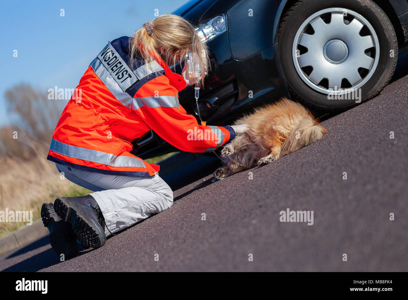 German animal medic treats an injured dog. The german word Rettungsdienst means rescue service. Stock Photo