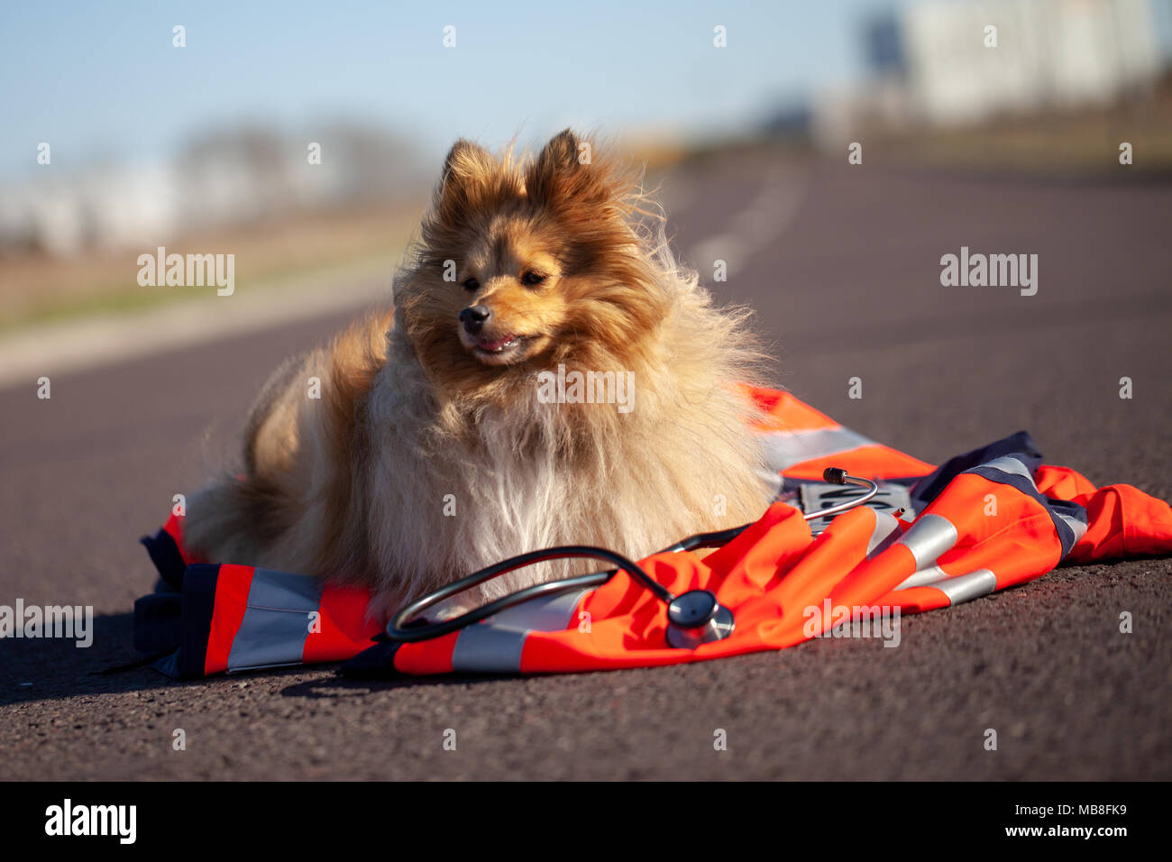 rescue dog is lying on a red medic jacket Stock Photo