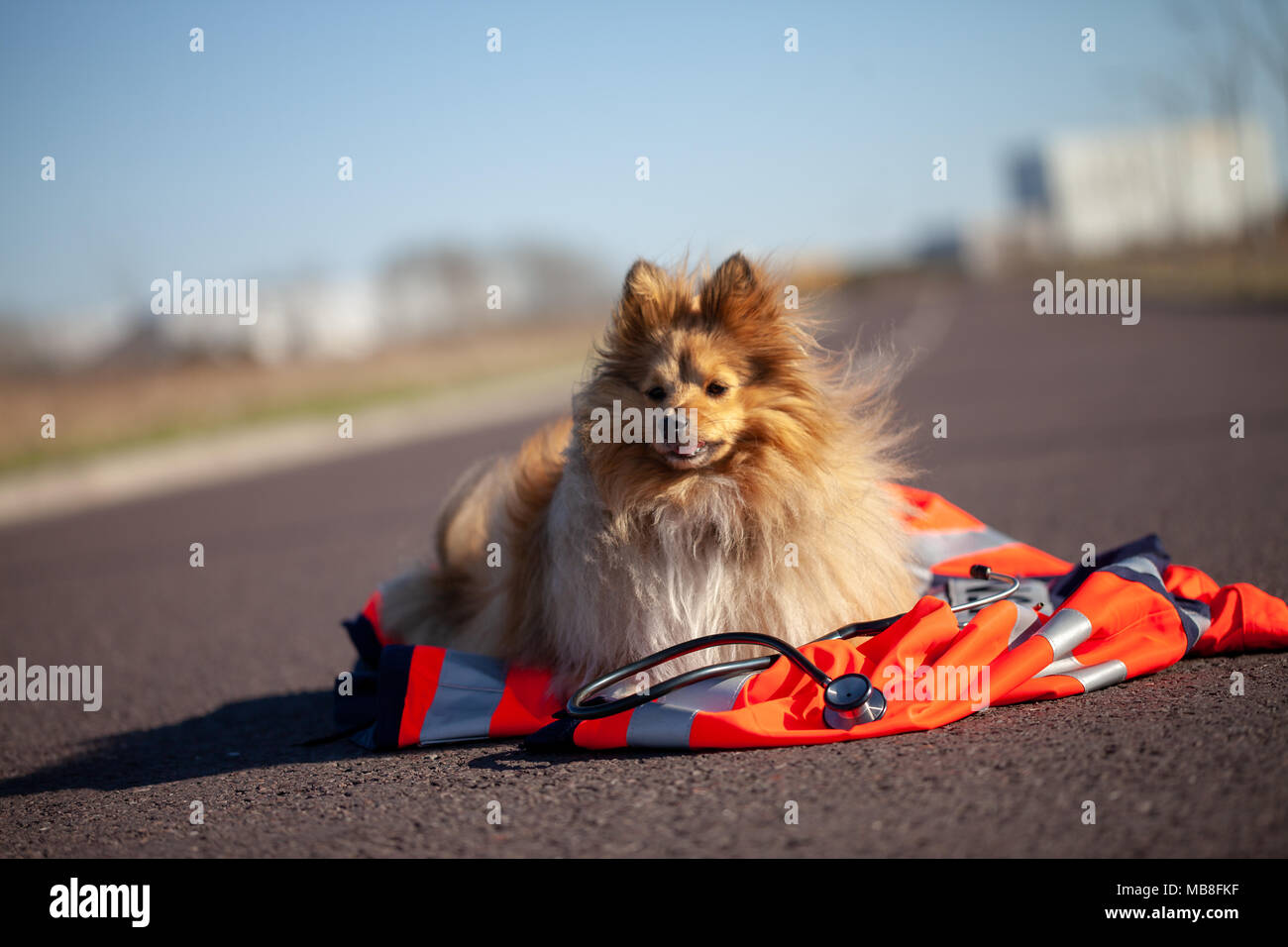 rescue dog is lying on a red medic jacket Stock Photo