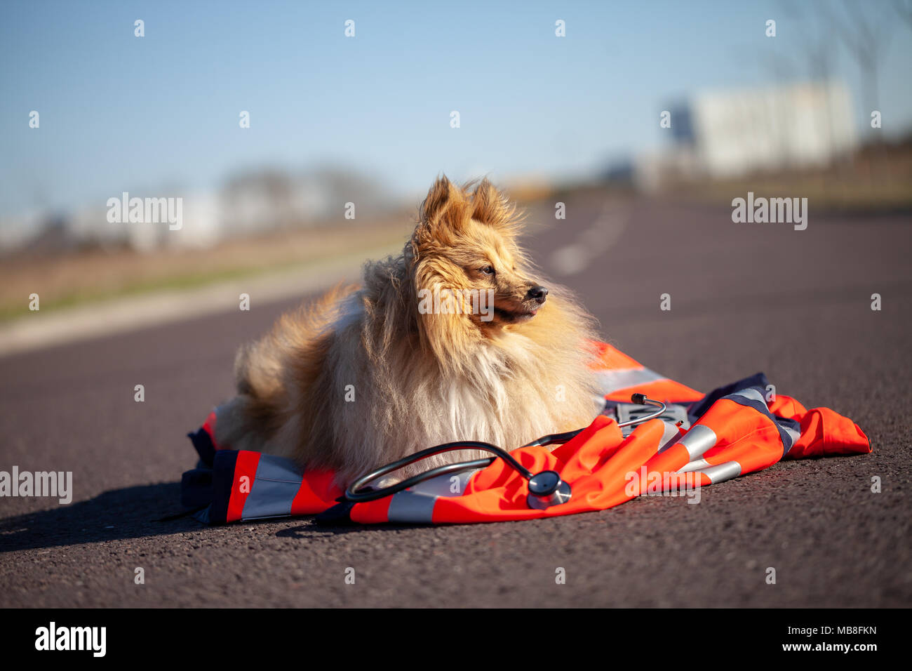 rescue dog is lying on a red medic jacket Stock Photo