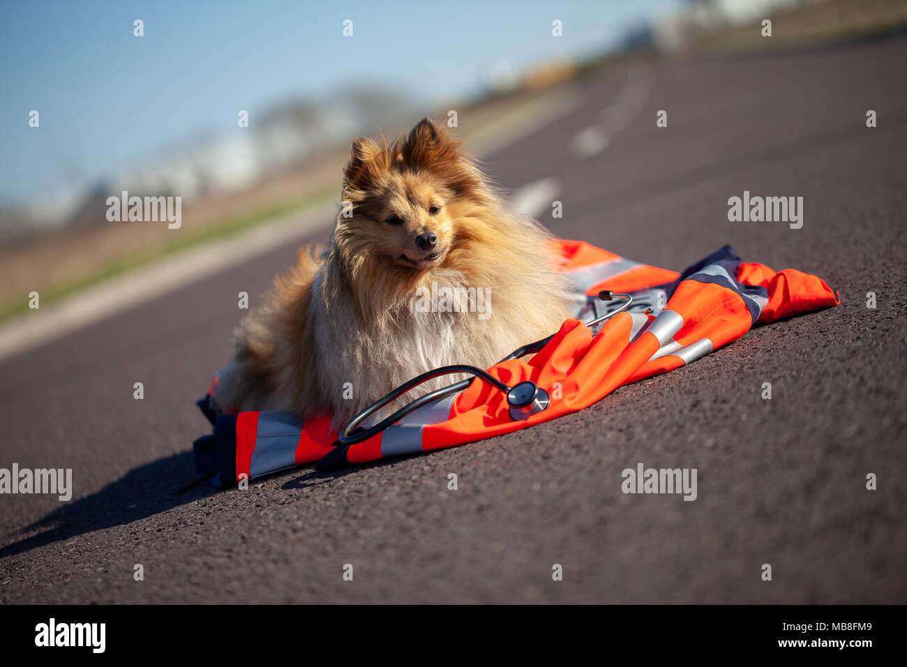 rescue dog is lying on a red medic jacket Stock Photo