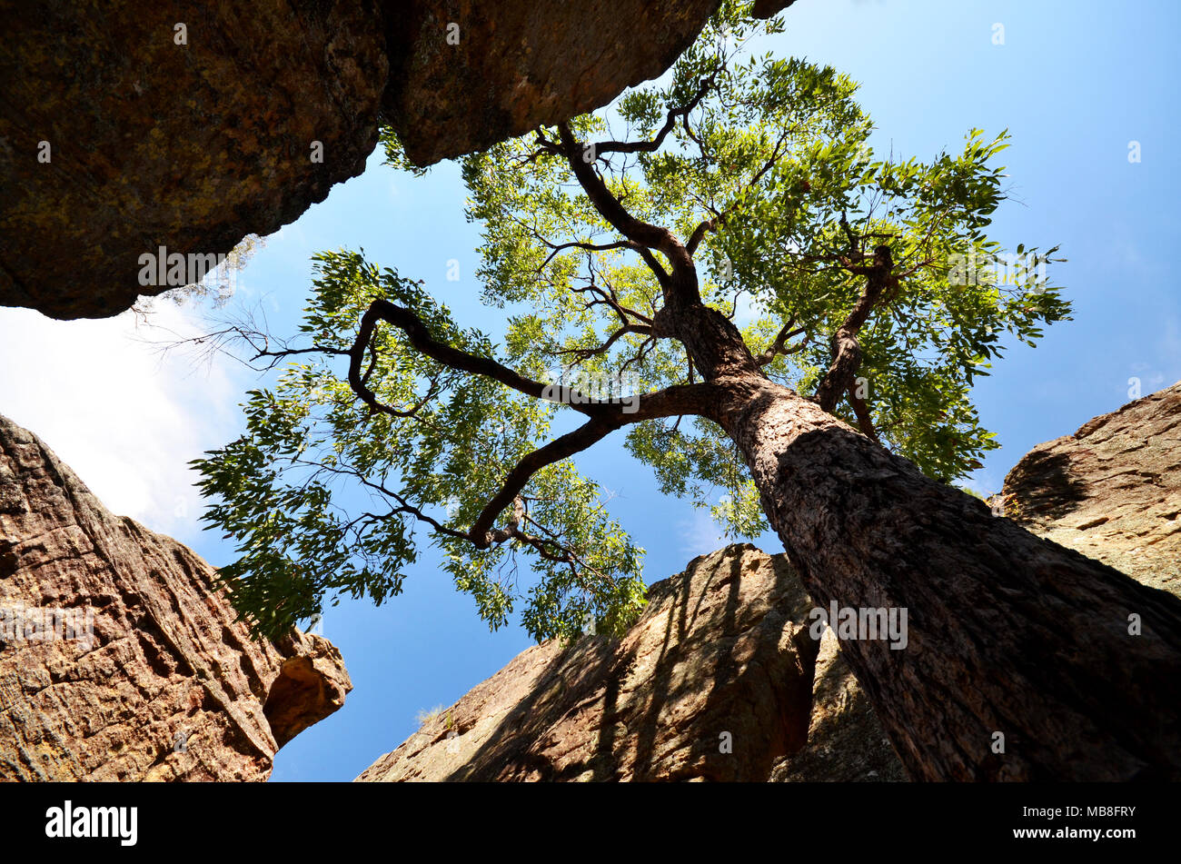 Looking up towards sky through tree canopy surrounded by rocks Stock Photo
