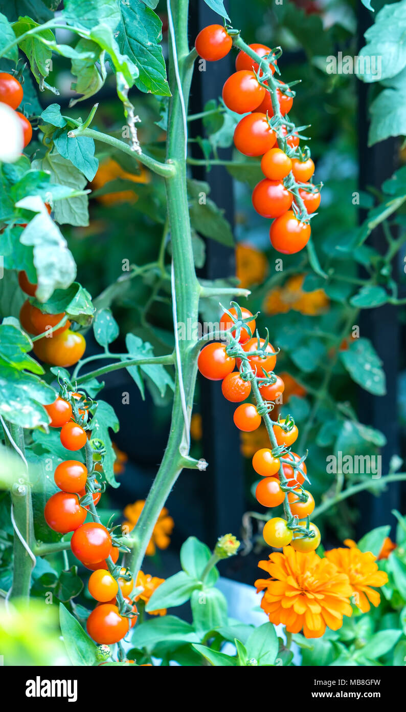 Tomatoes prepared in the garden. This is a fruit rich in anthocyanin