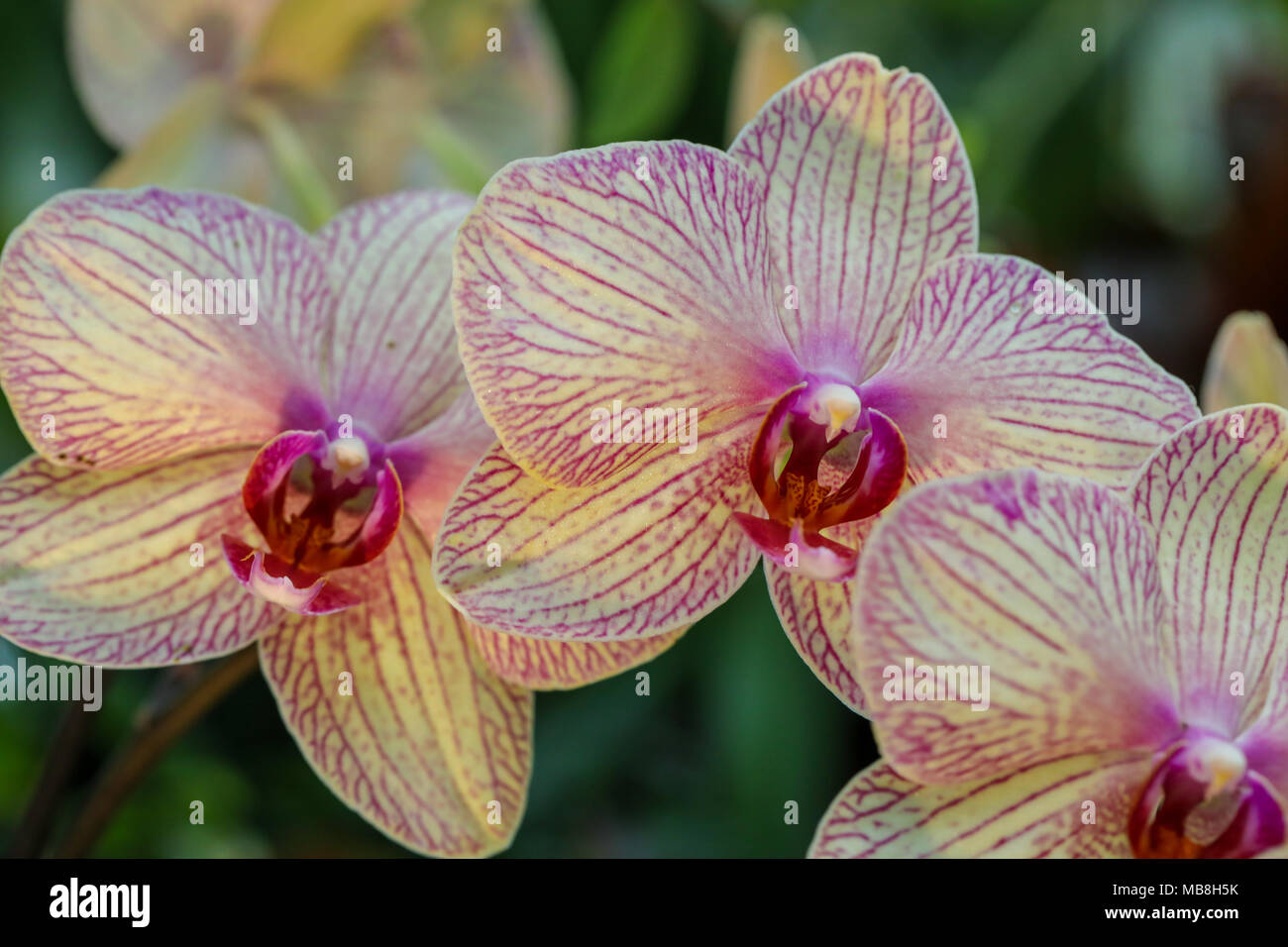 Intermixed Definition Beautiful mages of Orchids shot at Phipps Conservatory, intermixed with ...