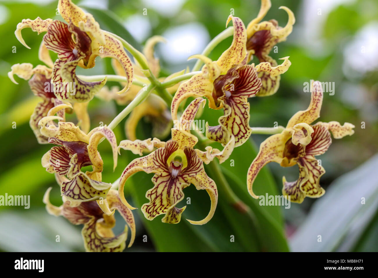 Intermixed Definition Beautiful mages of Orchids shot at Phipps Conservatory, intermixed with ...