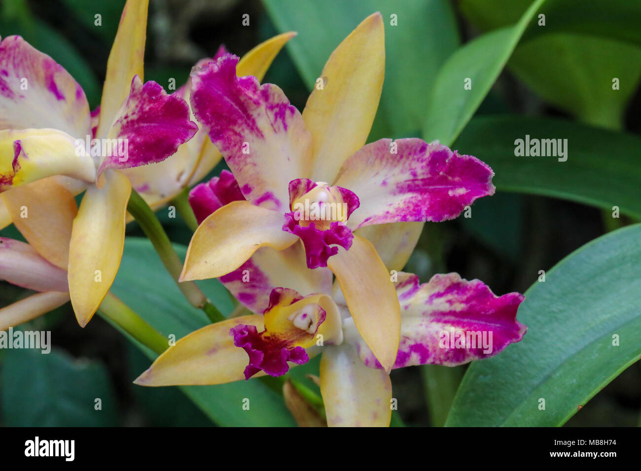 Beautiful mages of Orchids shot at Phipps Conservatory, intermixed with ...