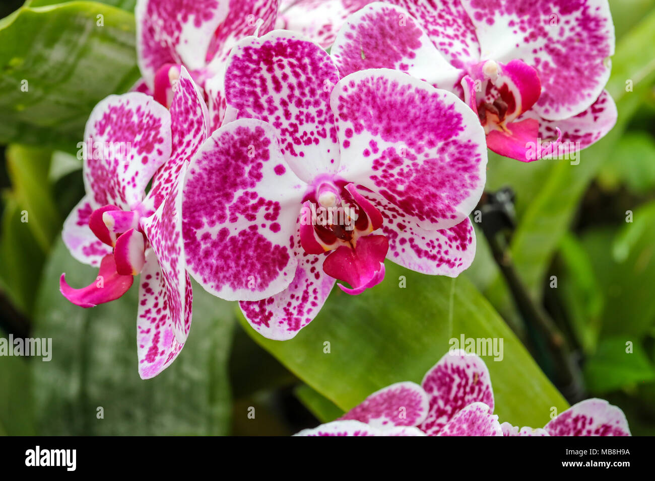 Beautiful mages of Orchids shot at Phipps Conservatory, intermixed with glass orchid sculptures. Stock Photo
