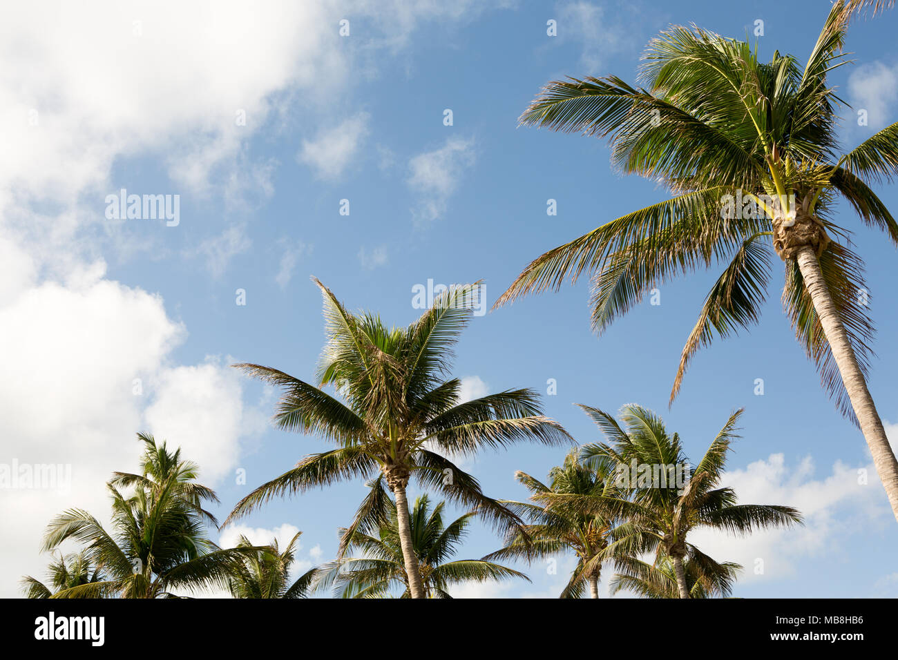 Palm trees and blue skys Stock Photo - Alamy
