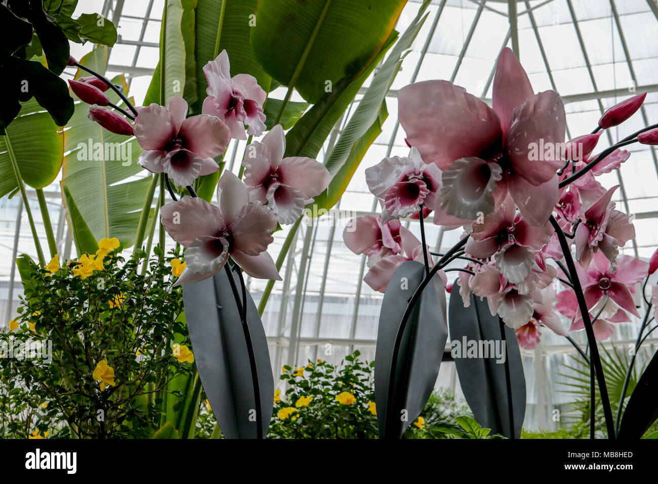 Intermixed Definition Beautiful mages of Orchids shot at Phipps Conservatory, intermixed with ...