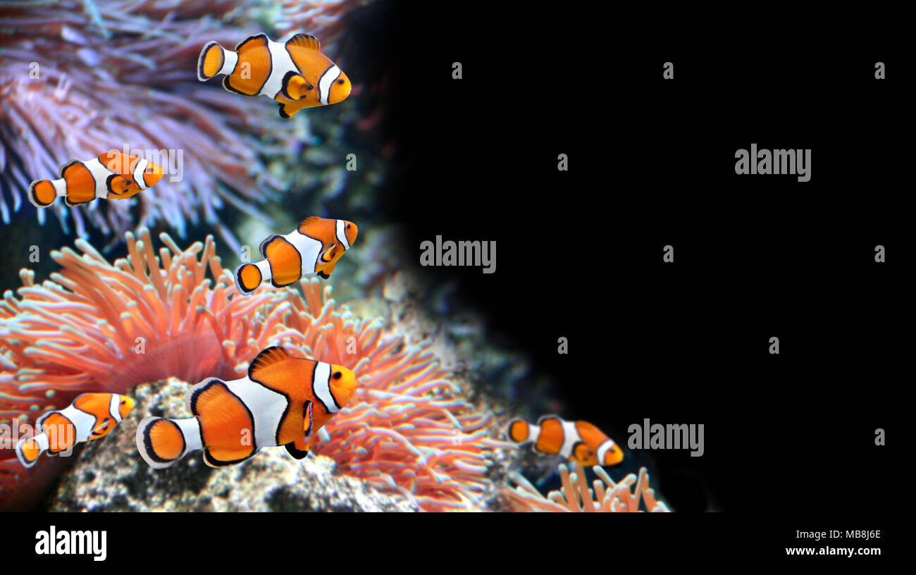 Sea anemone and clown fish in marine aquarium. Isolated on black background. Copy space for text. Mock up template Stock Photo
