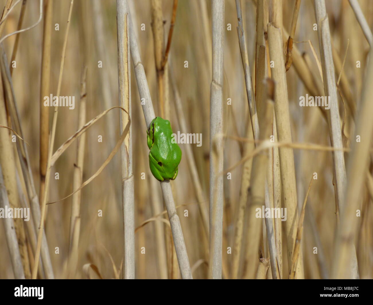 Single small green European tree frog - Hyla arborea on the old reed Stock Photo