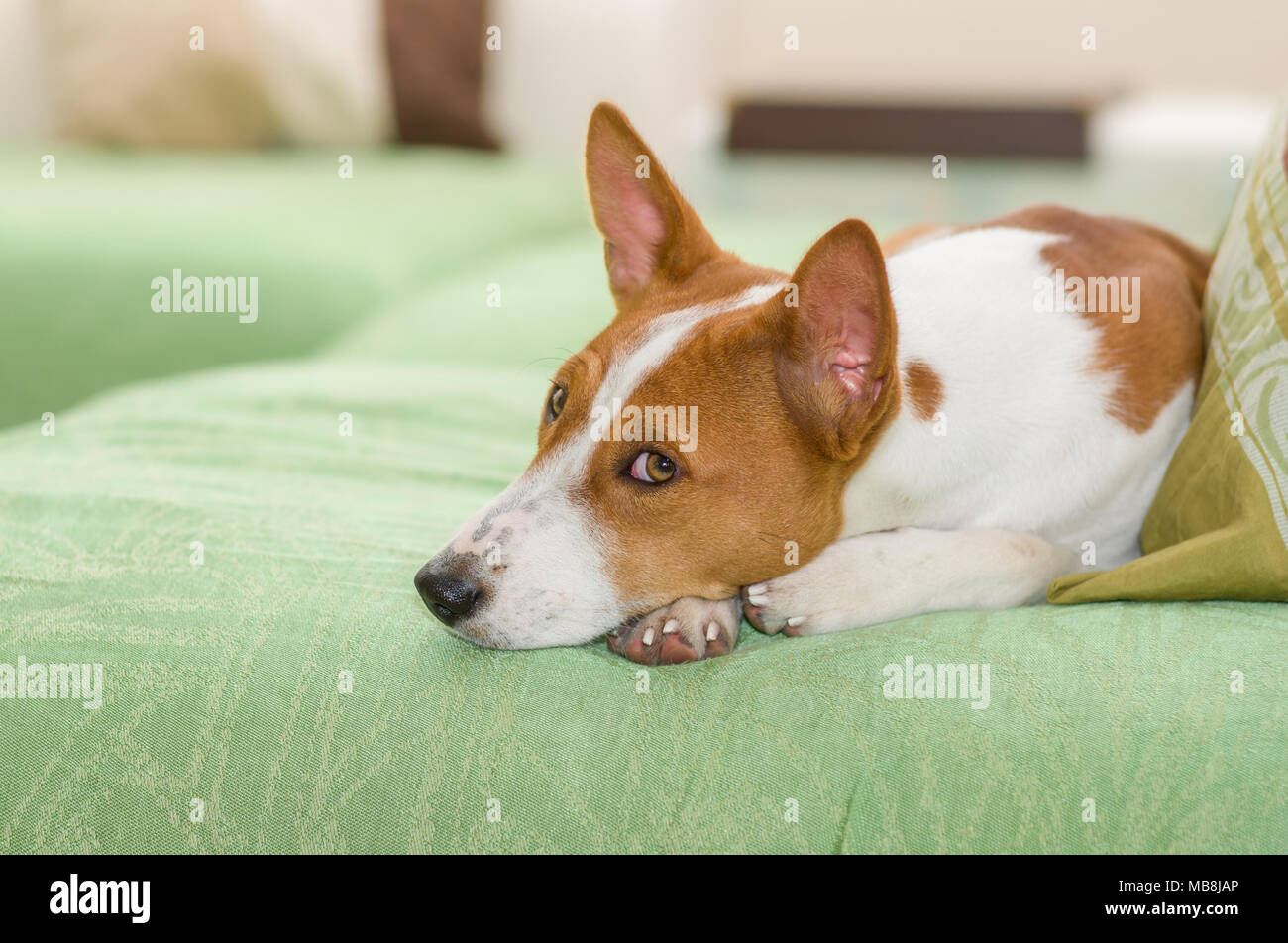 Indoor portrait of boring basenji lying on a sofa and being awake Stock ...