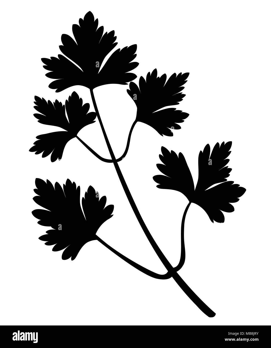 Black silhouette. The parsley leaves closeup. Green vegetable. Black leaves. Vector illustration isolated on white background. Web site page and mobil Stock Vector