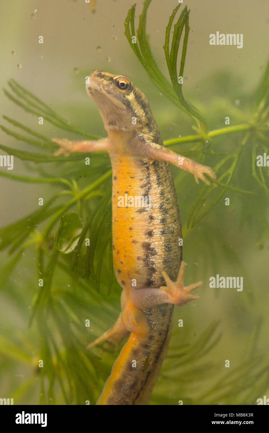 Male smooth newt, also called common newt (Lissotriton vulgaris) in