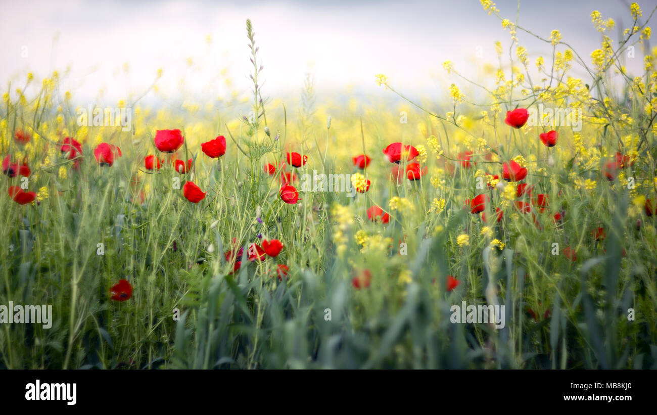 Flowers, poppies, spring mood Stock Photo Alamy