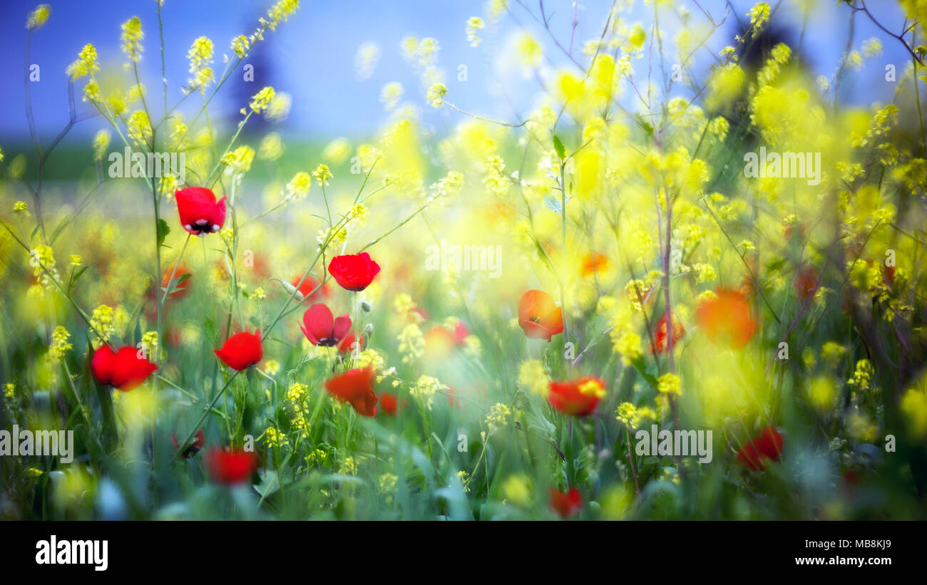 Flowers, poppies, spring mood Stock Photo Alamy