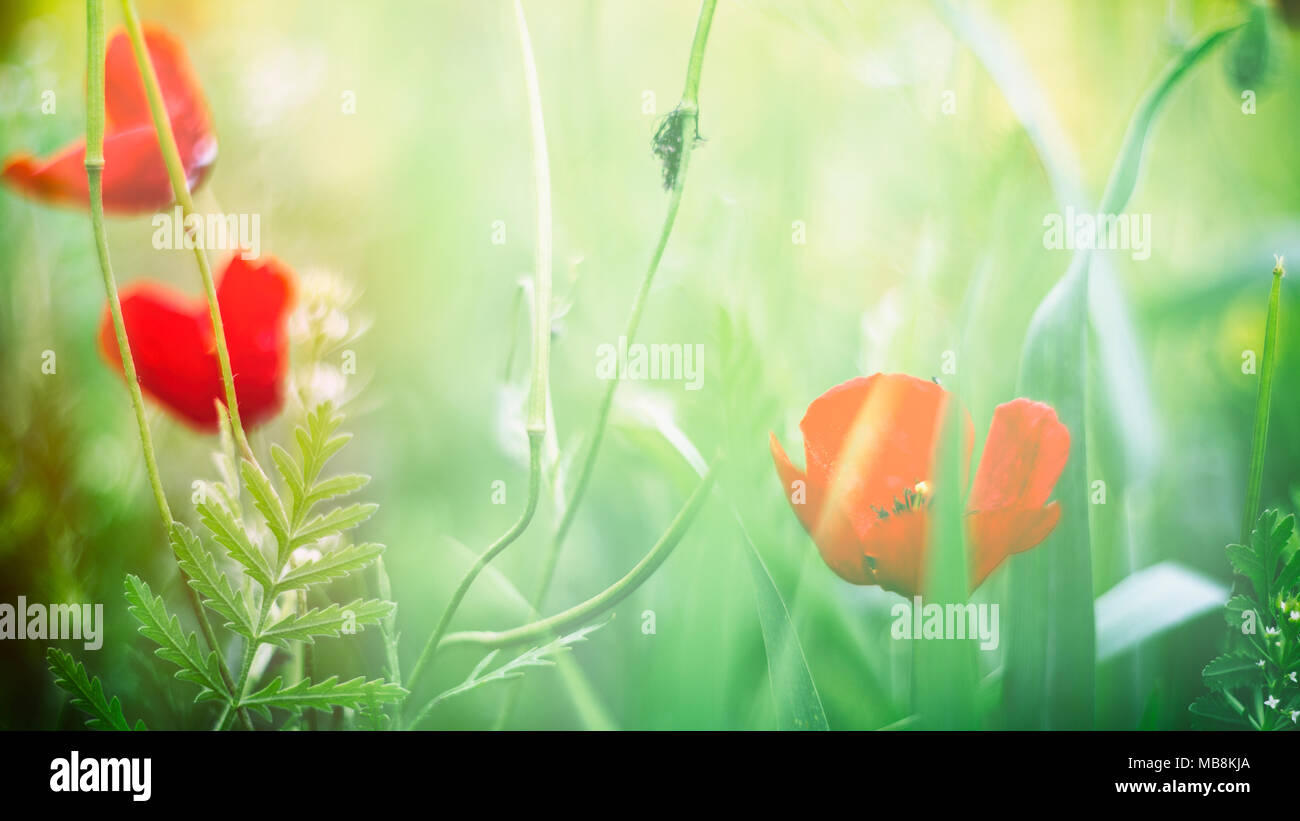 Flowers, poppies, spring mood Stock Photo Alamy