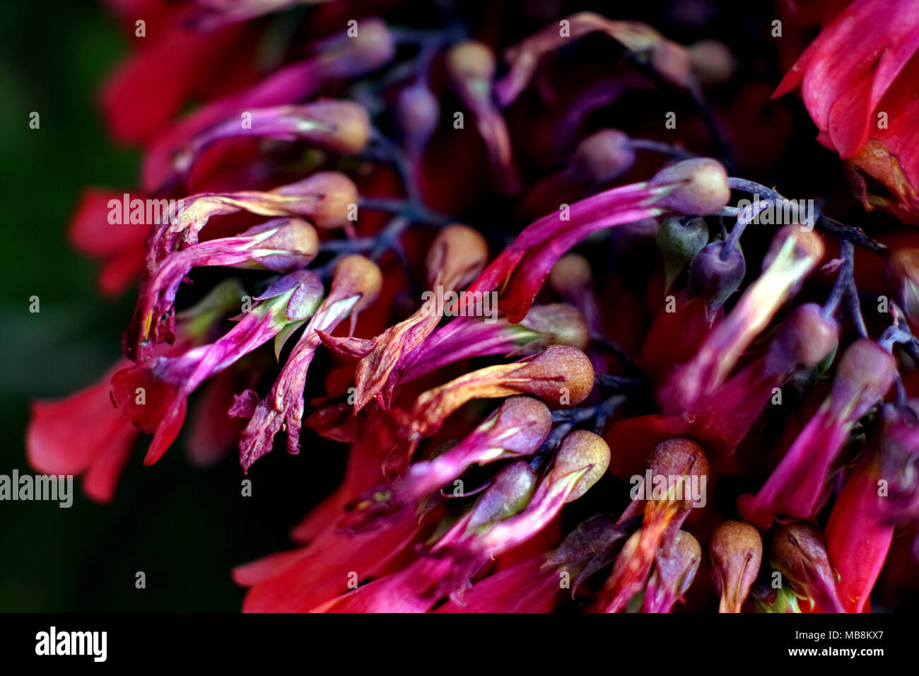 Red bell flowers closeup with selective focus Stock Photo