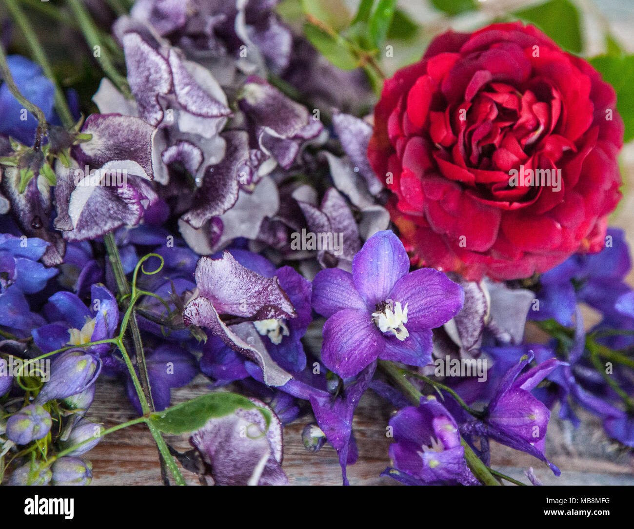 English summer cut flowers Stock Photo Alamy