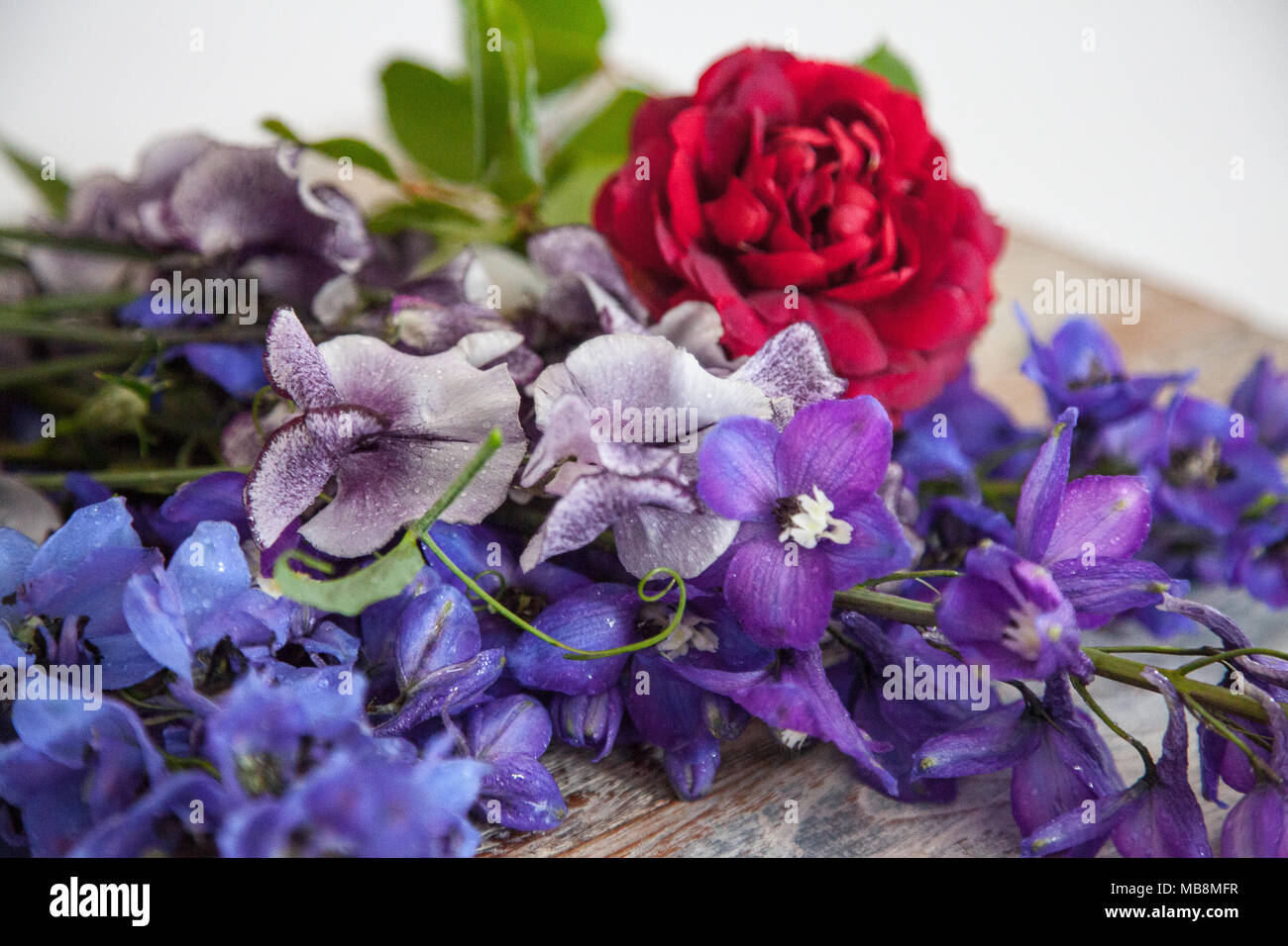 English garden flowers hi-res stock photography and images - Alamy