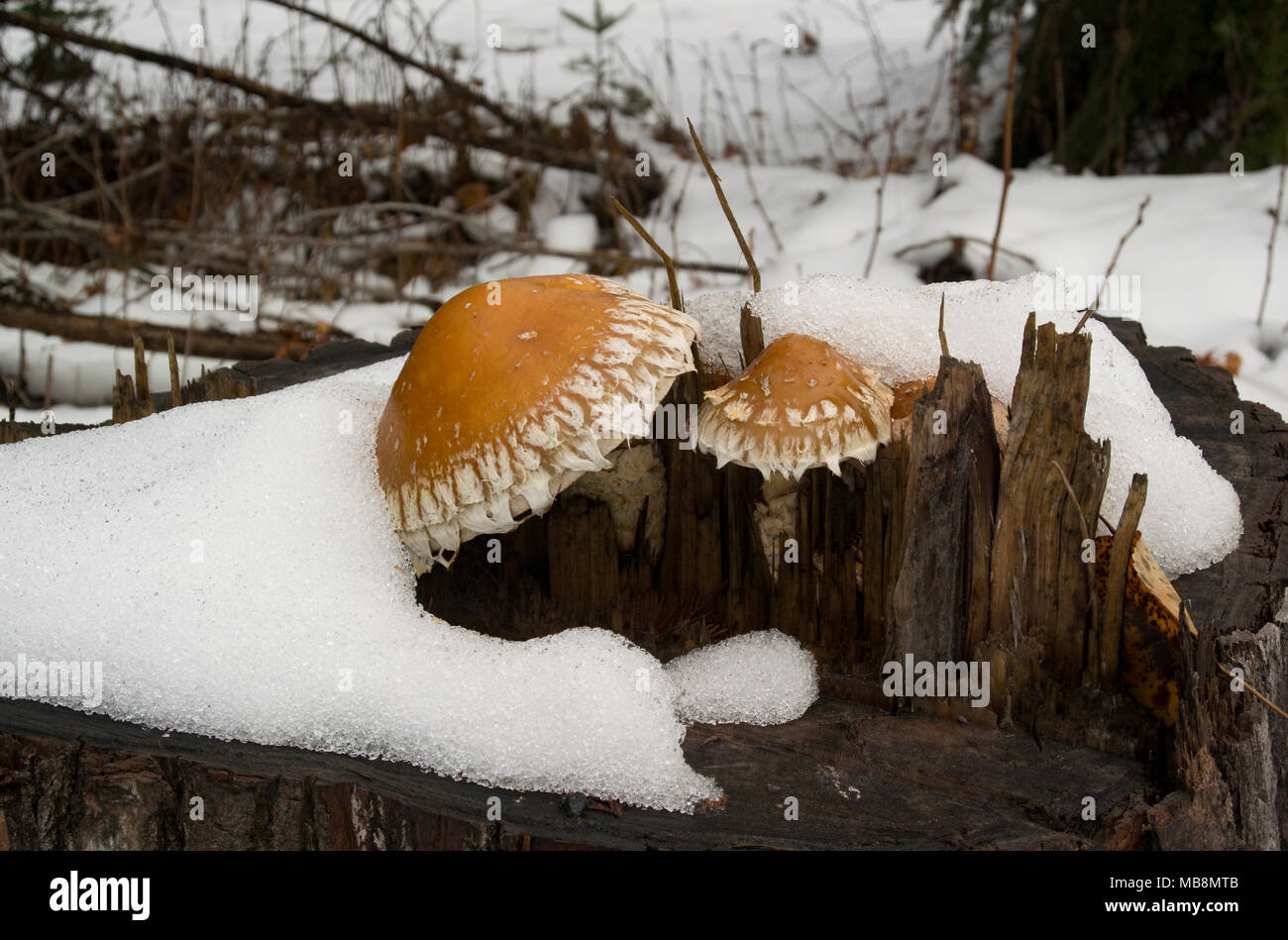 Hemipholiota populnea (Pholiota destruens) mushroom growing on a cottonwood stump, near Bull Lake, in Lincoln County, Montana. Stock Photo