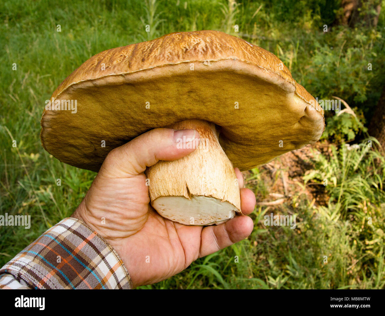 Boletus edulis species. A large King Bolete mushroom found along Trail
