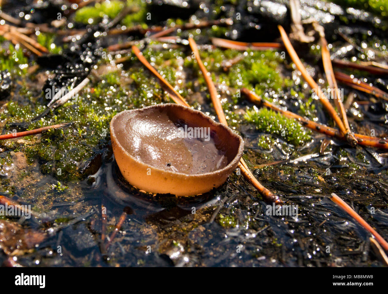 Common Brown Cup mushroom growing in a spring, near a burn, in Green Canyon, Granite County, Montana. Peziza phyllogena Stock Photo