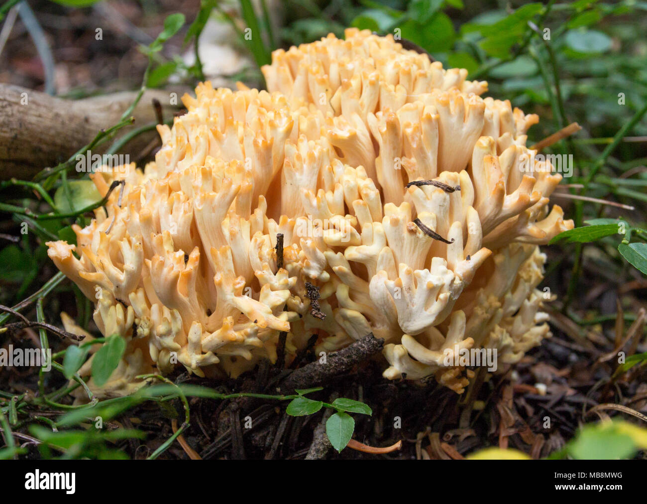 Golden Coral (Ramaria aurea) Mushroom found on the mountains of Granite County, Montana. Stock Photo