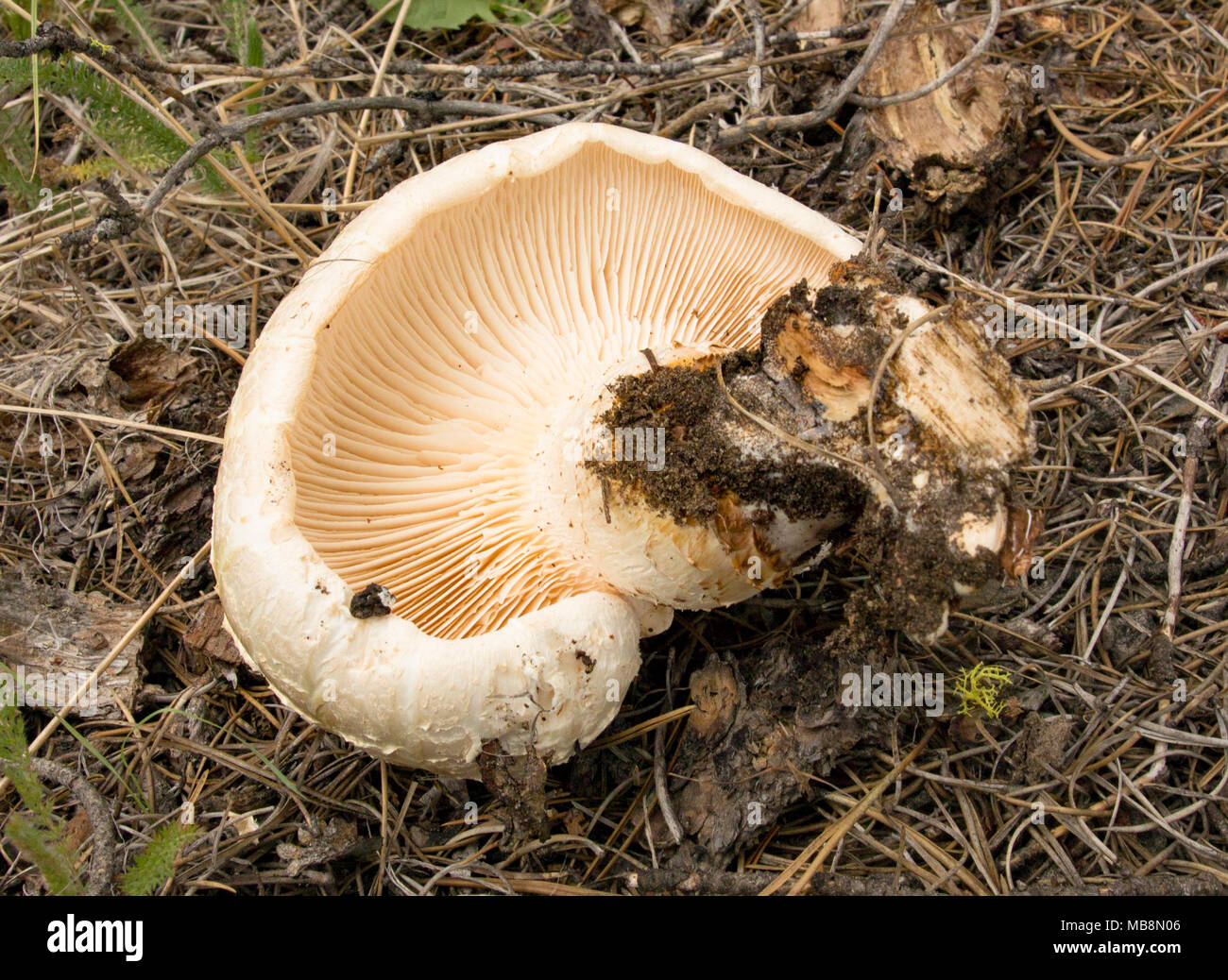Giant Sawgill. Neolentinus ponderosus. The mushroom was found along the Ross Fork of Rock Creek, in the Pintler Mountains of western Montana. Stock Photo