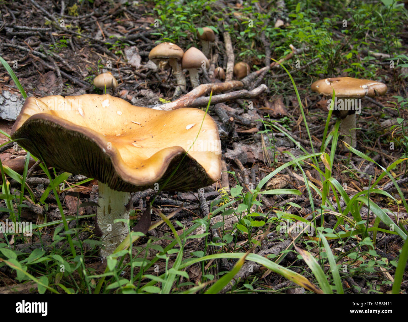 lacerated stropharia (Stropharia hornemannii) Found in the mountains of Granite County, Montana.   Kingdom: Fungi Division: Basidiomycota Class: Agari Stock Photo