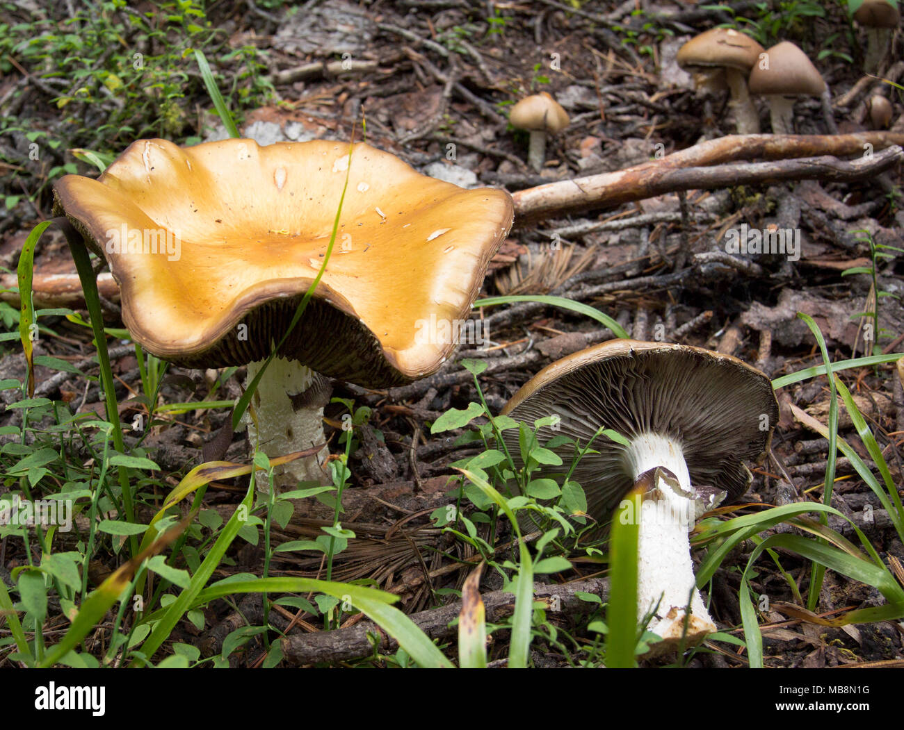 lacerated stropharia (Stropharia hornemannii) Found in the mountains of Granite County, Montana.   Kingdom: Fungi Division: Basidiomycota Class: Agari Stock Photo