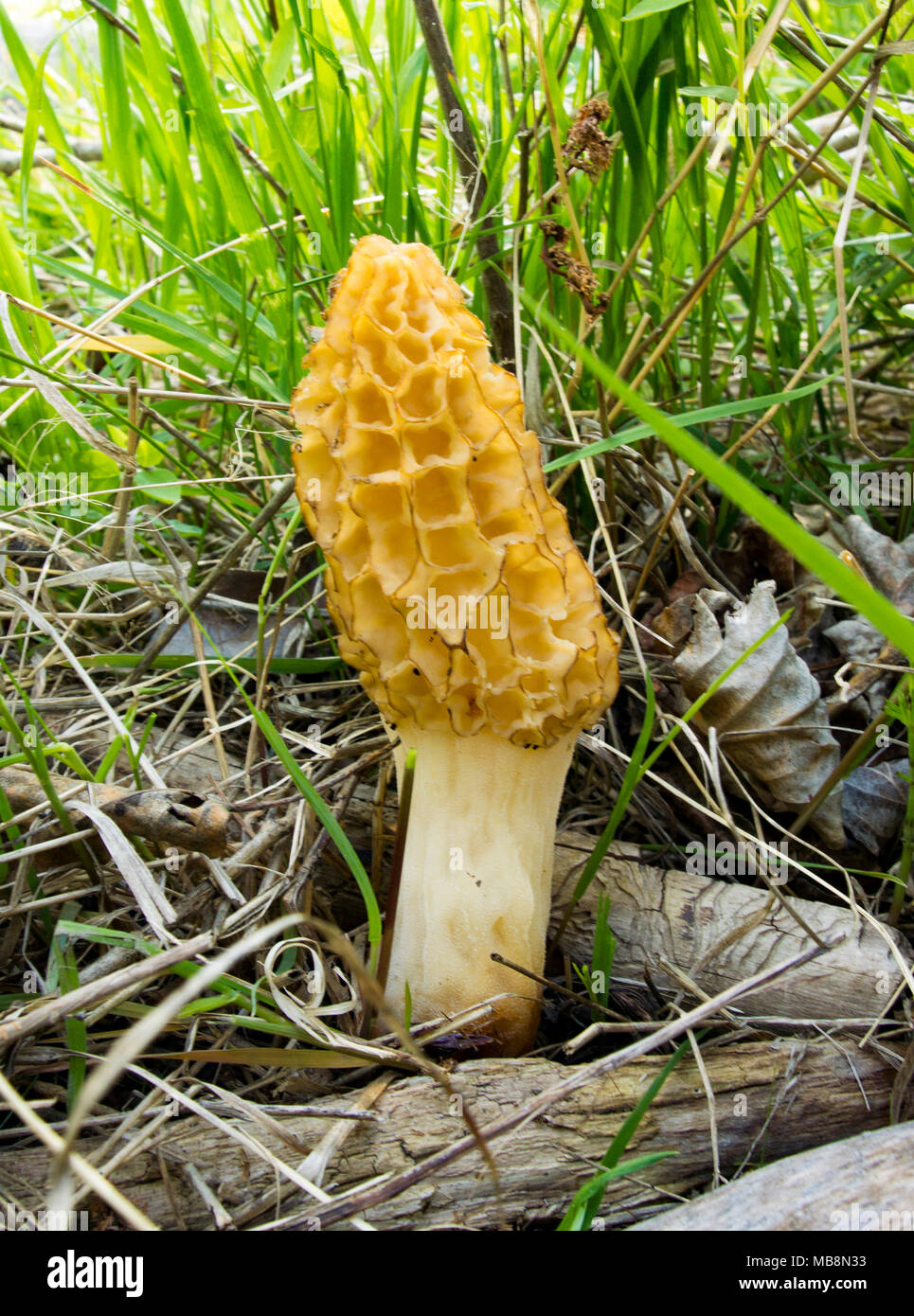 mushroom hires stock photography and images Alamy