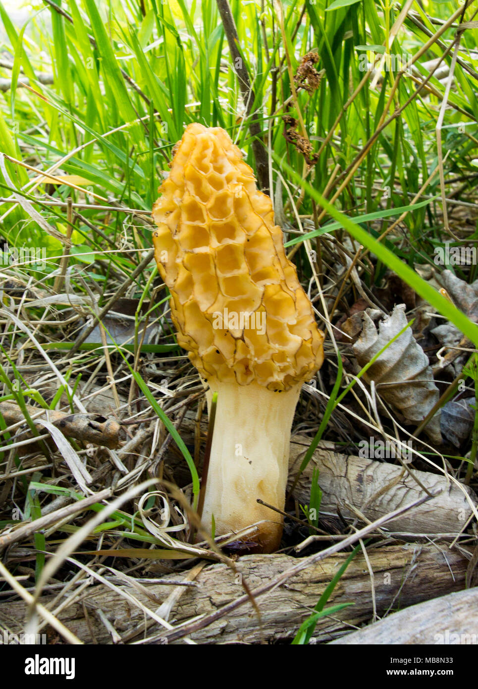Yellow Morel Mushroom (common morel) growing in a wooded area near a beaver pond, on Rock Creek, near Tamarack creek in Missoula County, Montana. Stock Photo