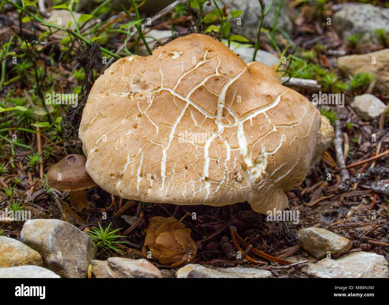An Albatrellus confluens mushroom found in the mountains of Granite County, Montana.   Kingdom: Fungi Division: Basidiomycota Class: Agaricomycetes Or Stock Photo