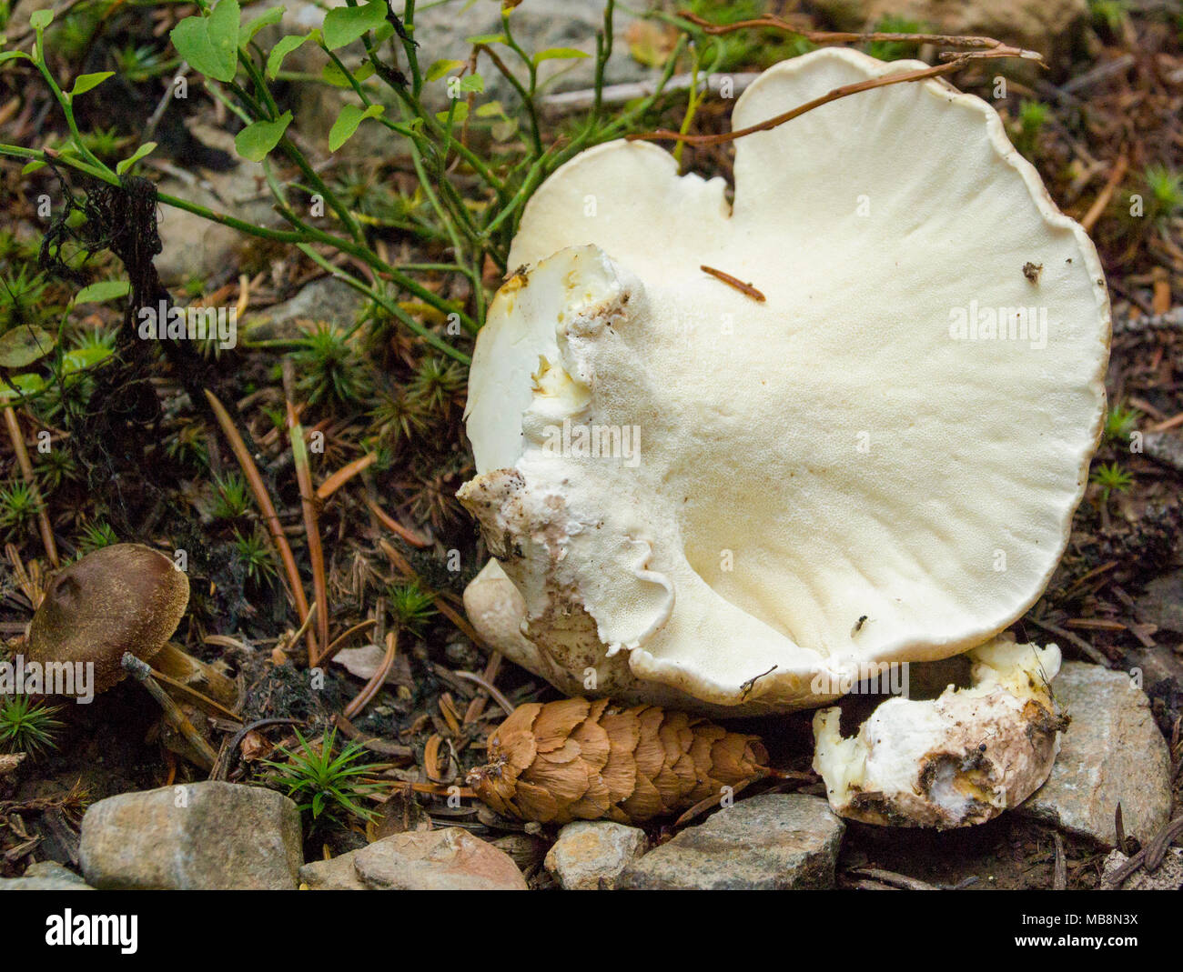Underside of an Albatrellus confluens mushroom  found in the mountains of Granite County, Montana.   Kingdom: Fungi Division: Basidiomycota Class: Aga Stock Photo