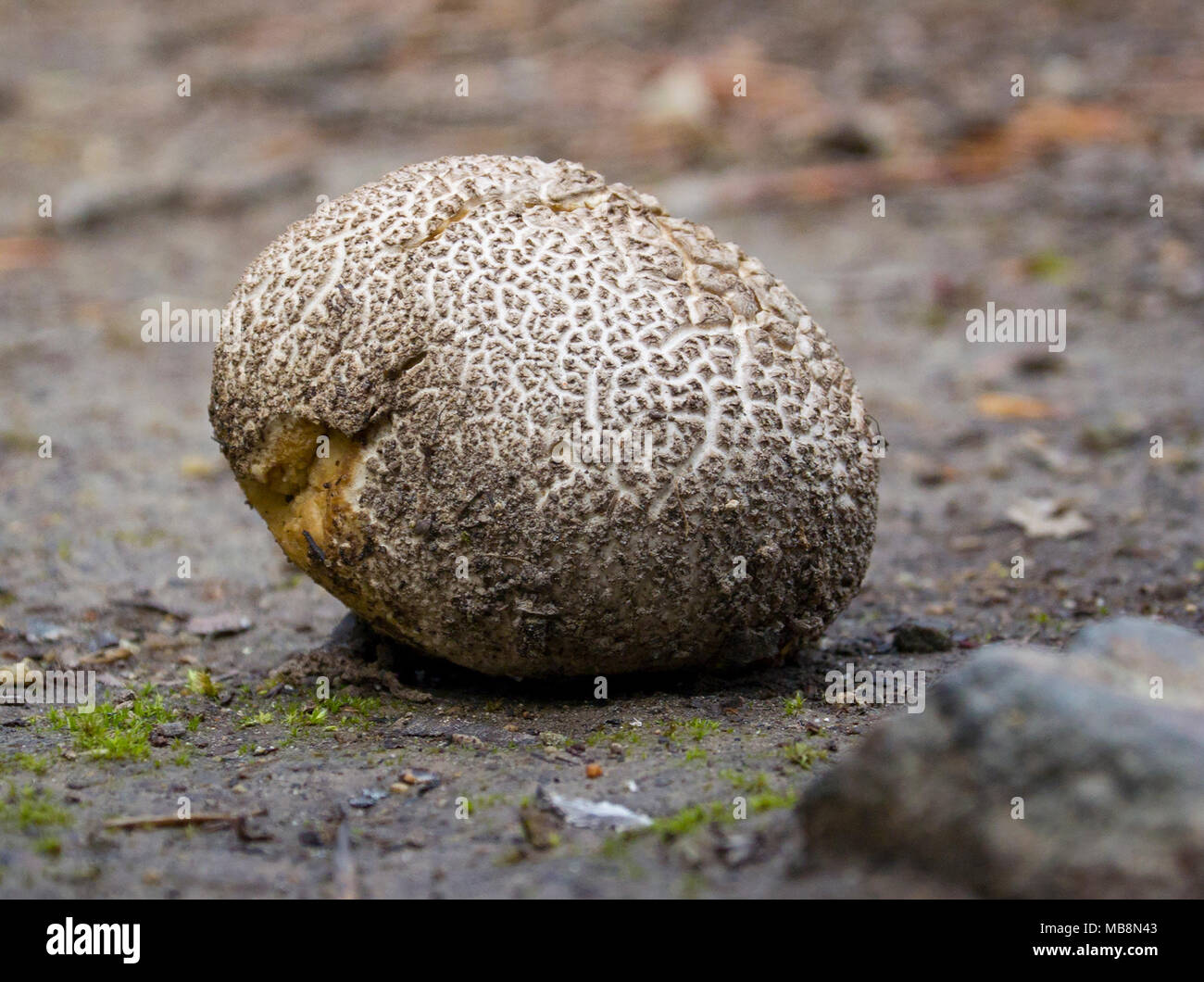Calvatia cyathiformis. A Purple Spored Puffball mushroom found in the mountains of Granite County, Montana. Stock Photo