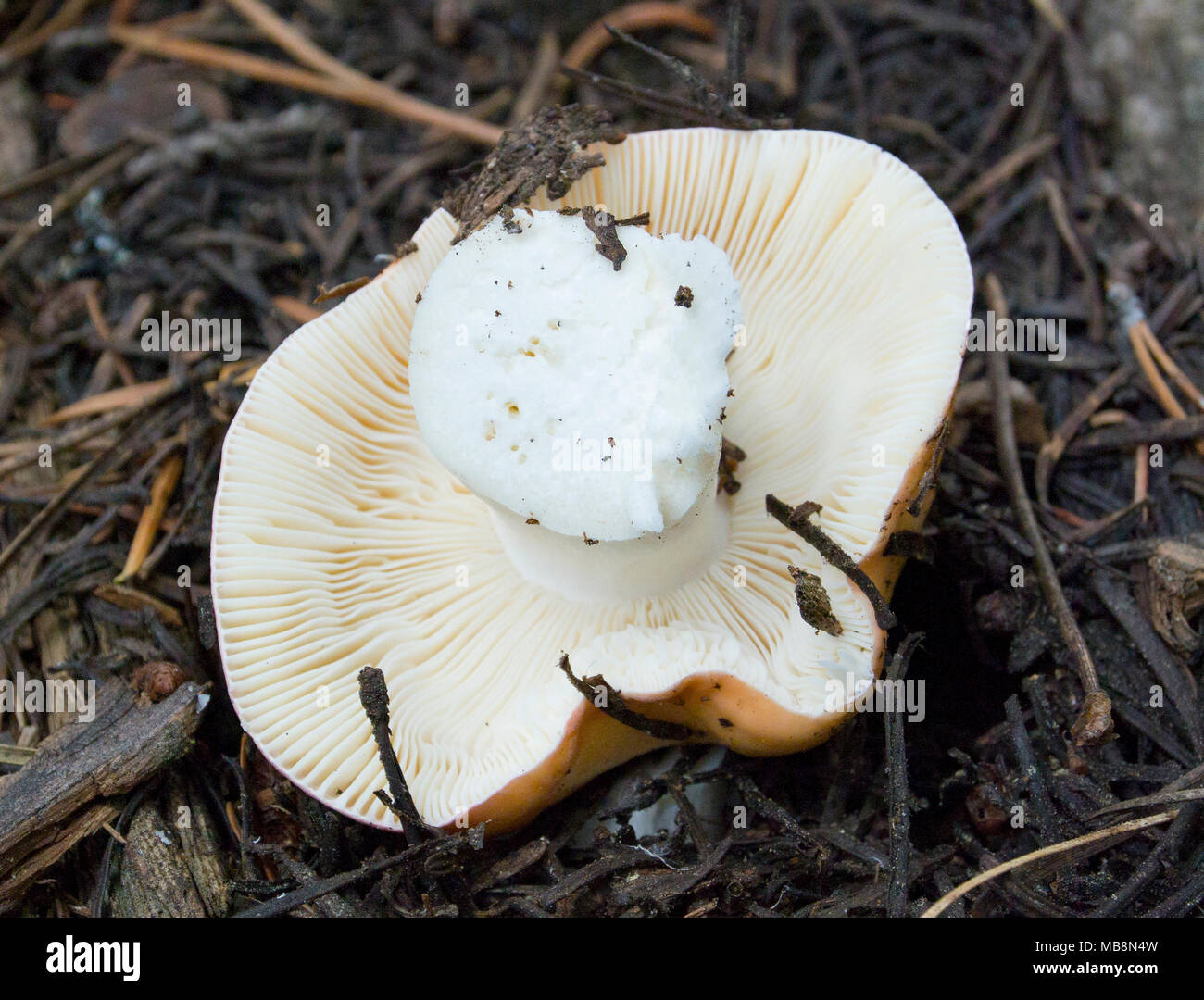 The underside of a Bitter Almond Brittlegill found in the mountains of Granite County, Montana. Russula fragrantissima Stock Photo