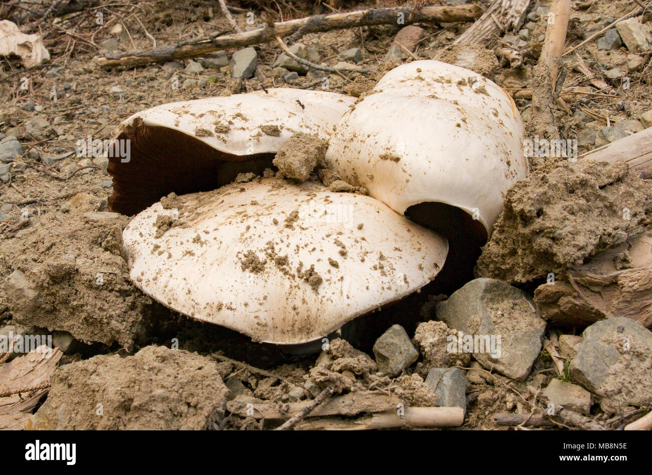 Spring Agaricus mushroom growing in a disturbed logging area, on the roadside, on Sandstone Ridge, Granite County, Montana. Stock Photo
