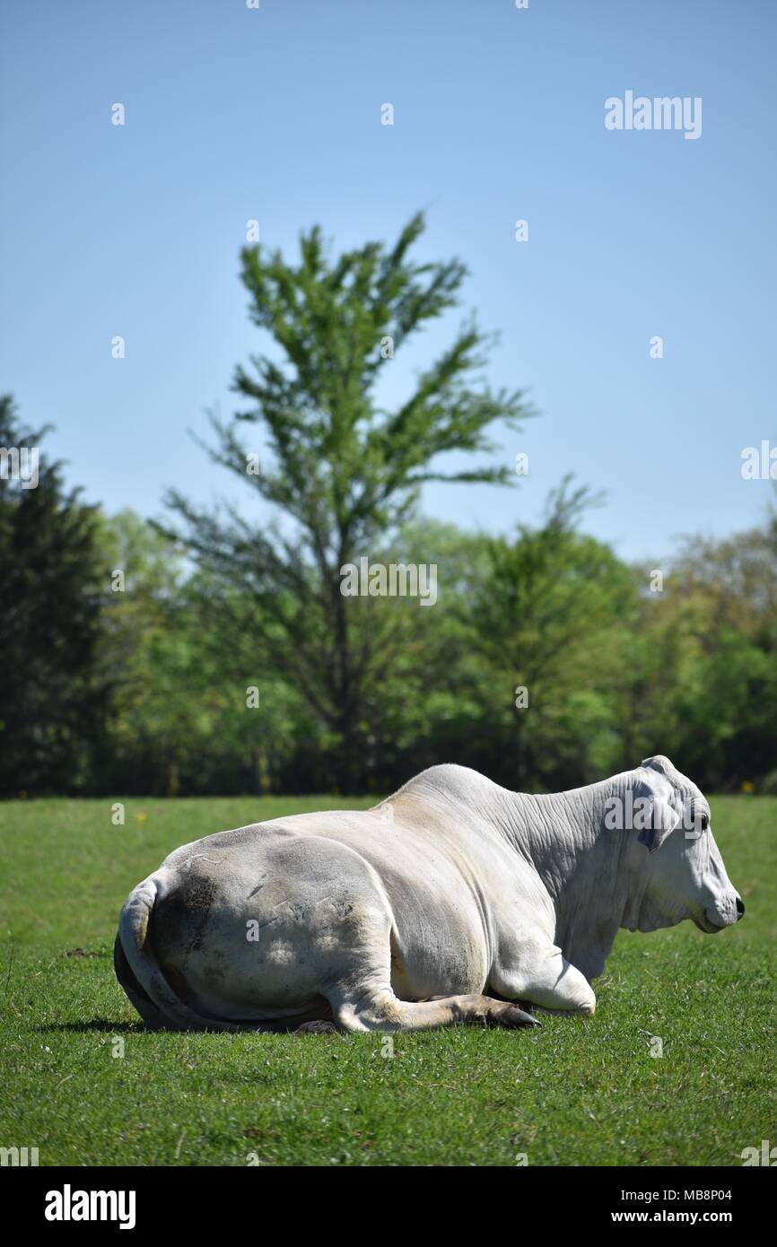 Cow laying down hires stock photography and images Alamy
