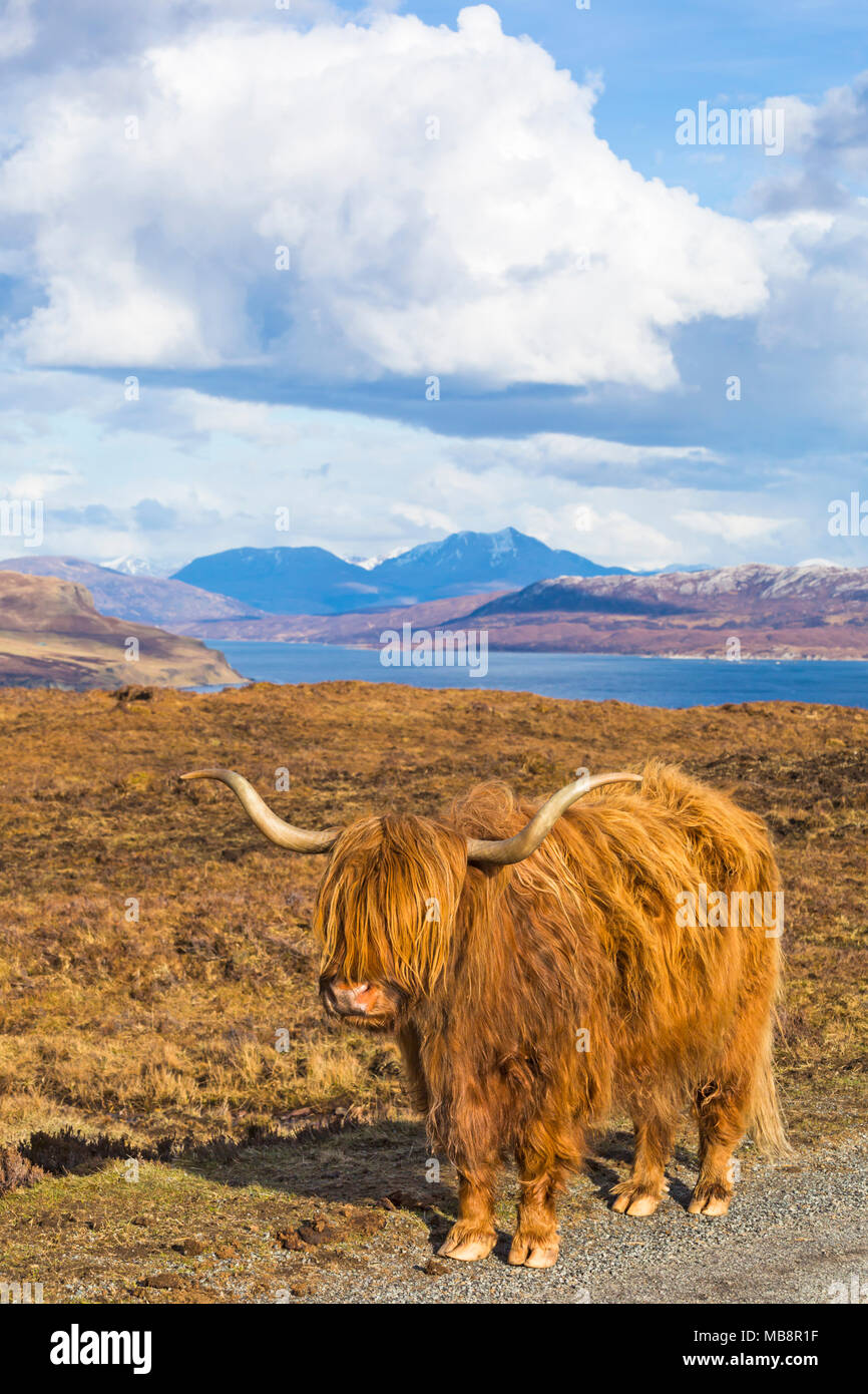 Highland cattle cow in landscape on Isle of Skye near Elgol, Scotland, UK in March Stock Photo