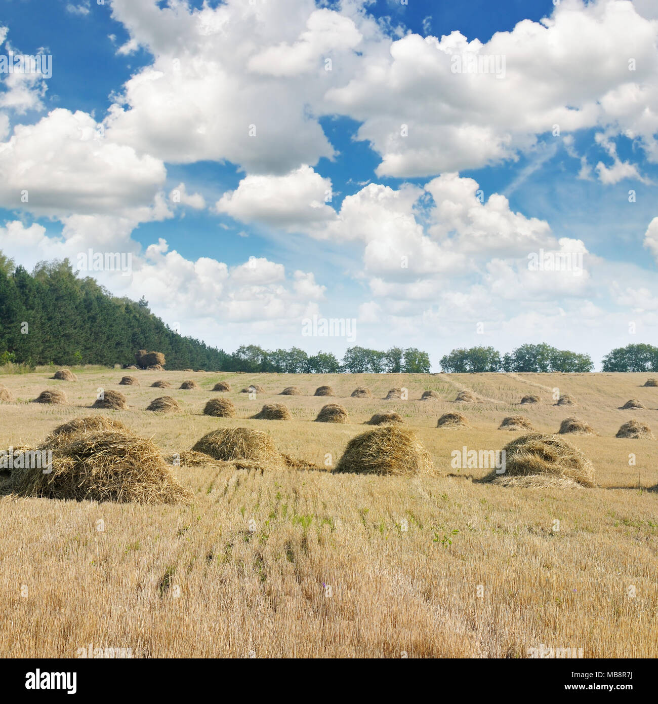 Field with Stacks of straw and blue sky Stock Photo - Alamy