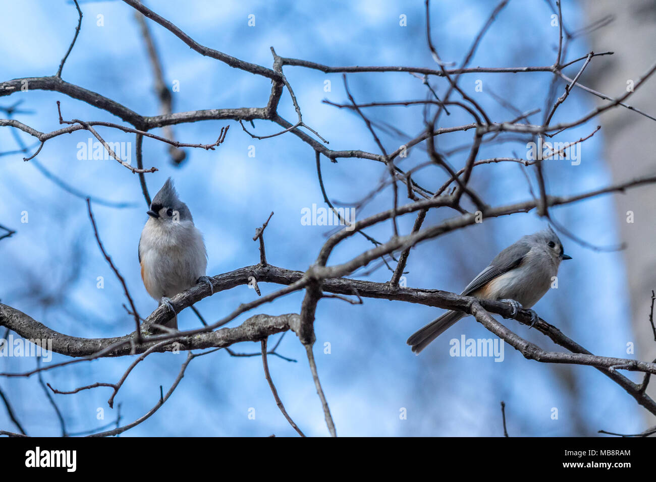 Two Tufted Titmouse (Baeolophus bicolor) birds perched on a branch. Stock Photo