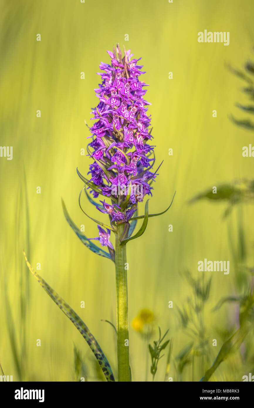 Western Marsh-orchid (Dactylorhiza majalis subsp. majalis) flower close up with bright green background Stock Photo