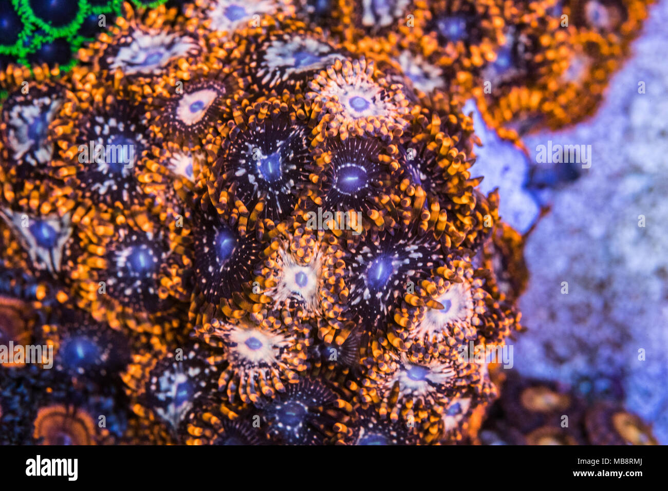 Macro Coral Zoanthus Stock Photo