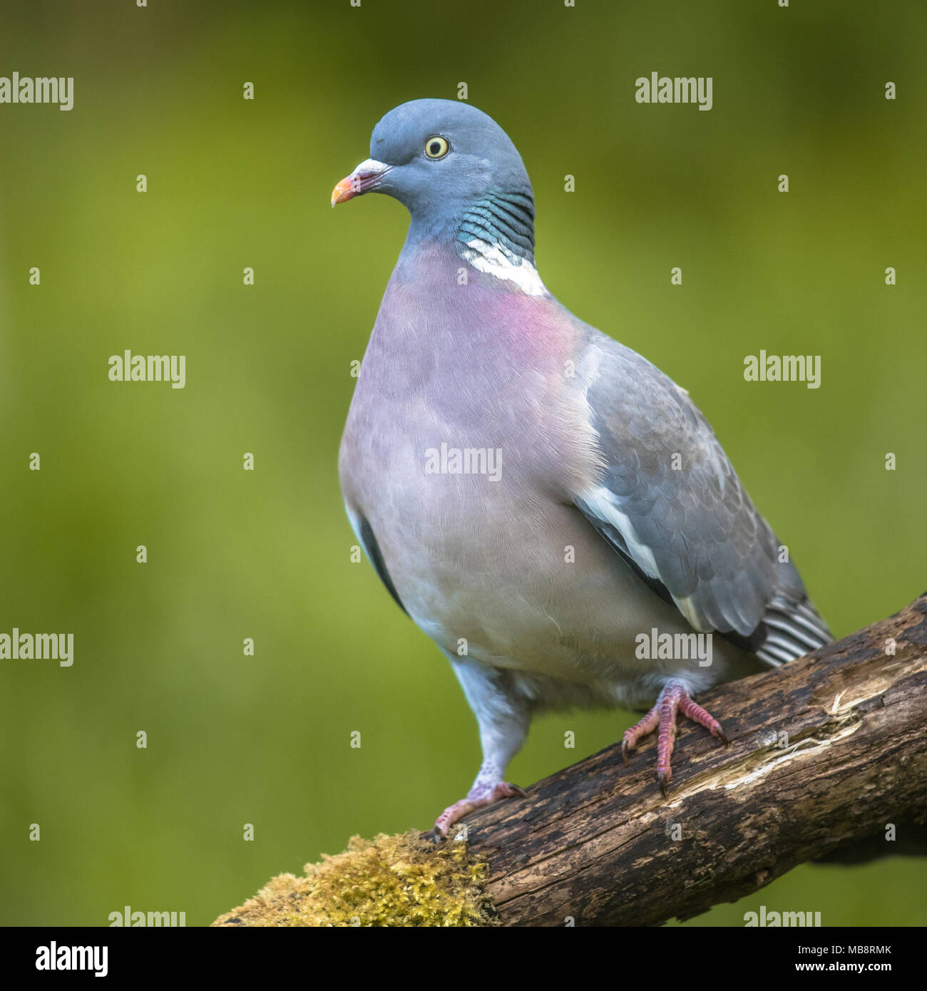Wildlife Fauna Hi res Stock Photography And Images Alamy wildlife-fauna-hi-res-stock-photography-and-images-alamy