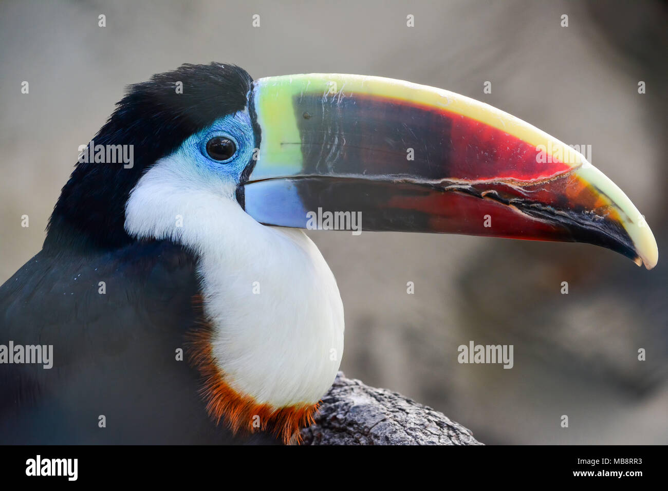 Tropical toucan bird against gray blured background, portrait, close up view Stock Photo