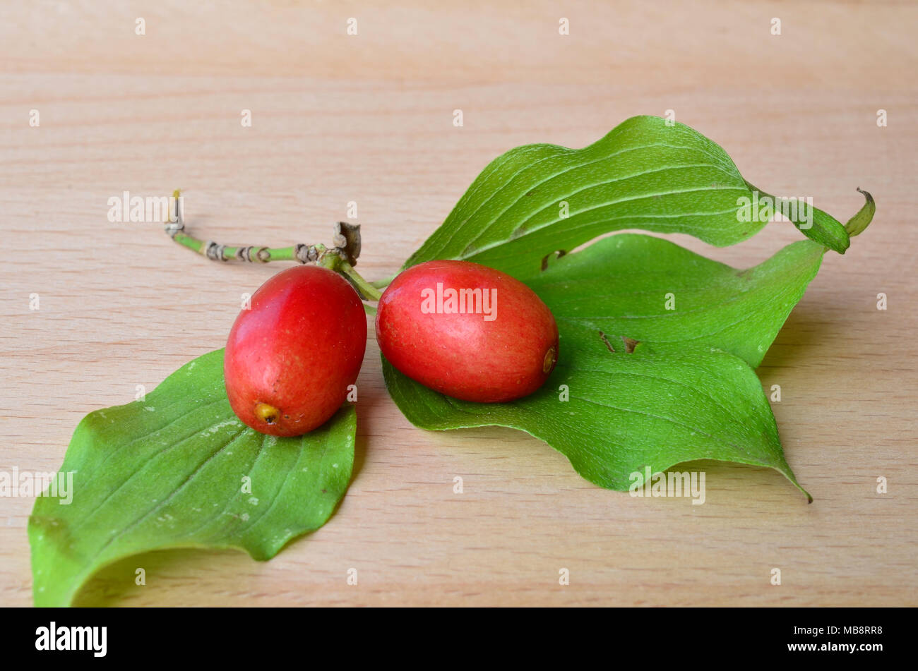 Two fresh, ripe dogwood berries with green leaves on wooden background, close up view Stock Photo