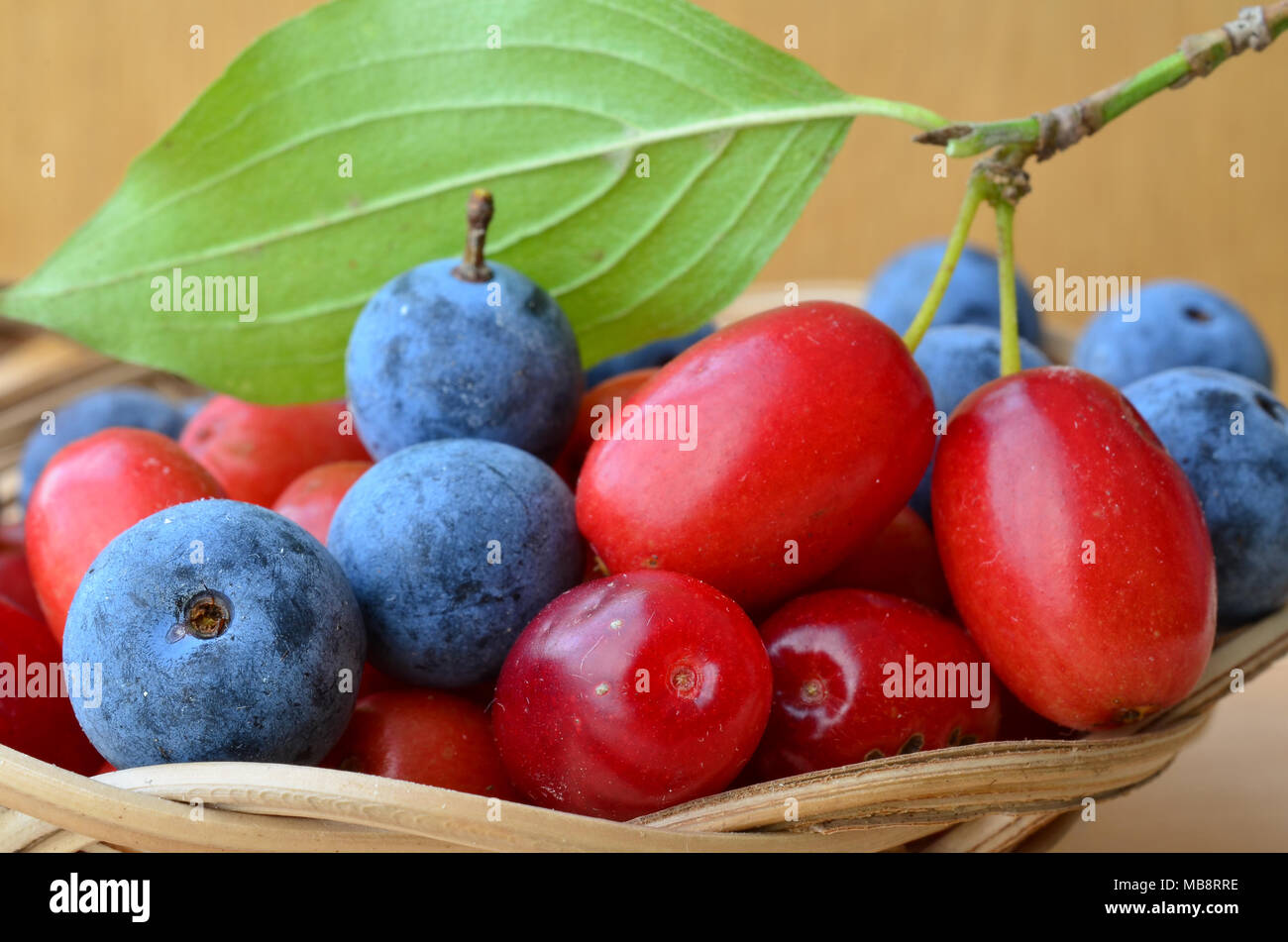 Close up view of curative and healthy Cornelian cherries and Blackthorn berries in a wicker basket Stock Photo