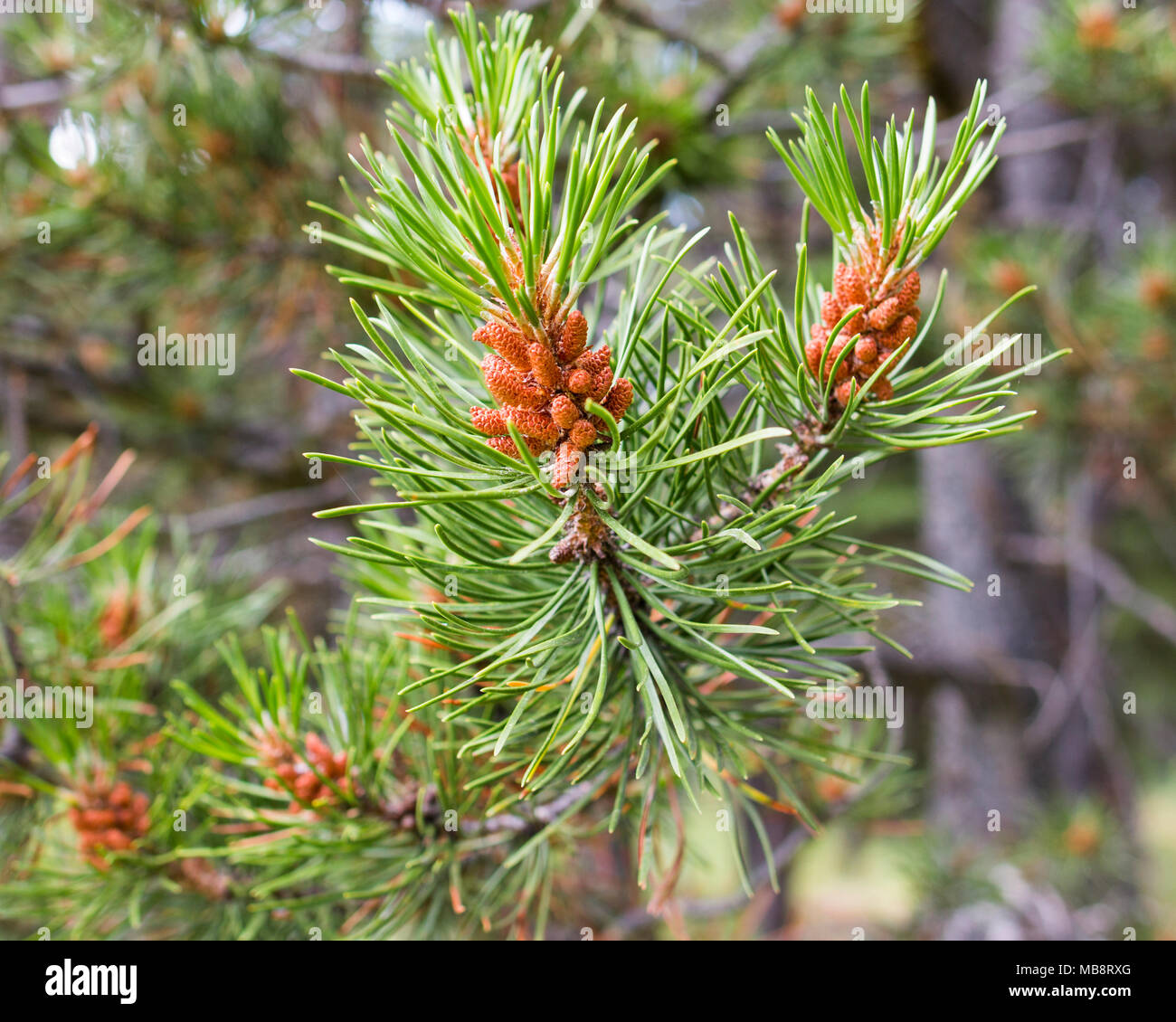 Two needle lodgepole pine with male cones Stock Photo