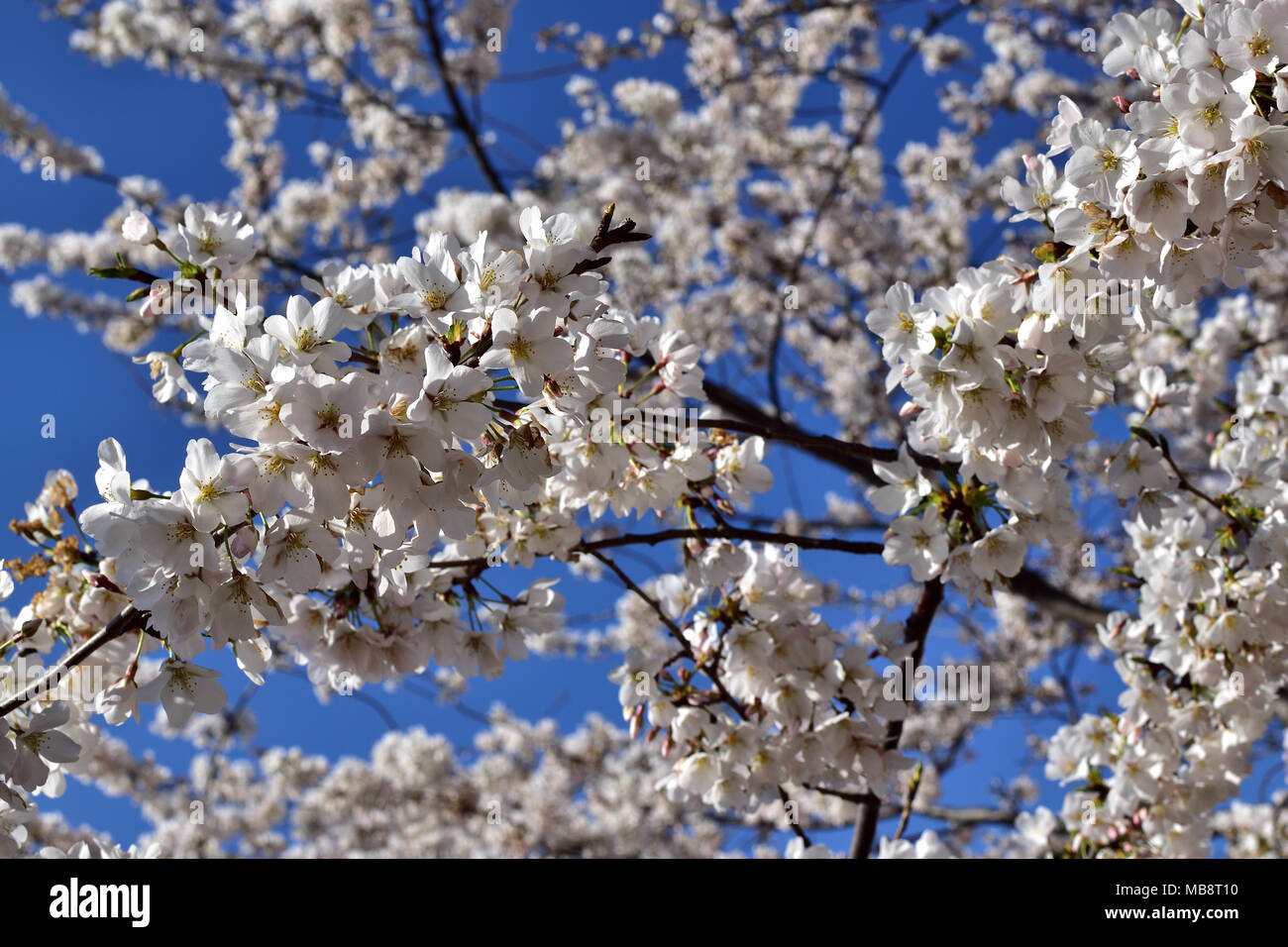 Dc cherry blossom festival 2018 hi-res stock photography and images - Alamy